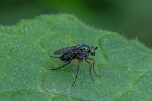 Dolichopus ungulatus